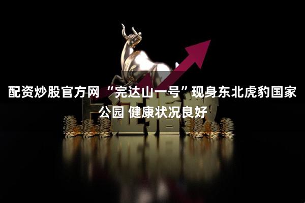 配资炒股官方网 “完达山一号”现身东北虎豹国家公园 健康状况良好