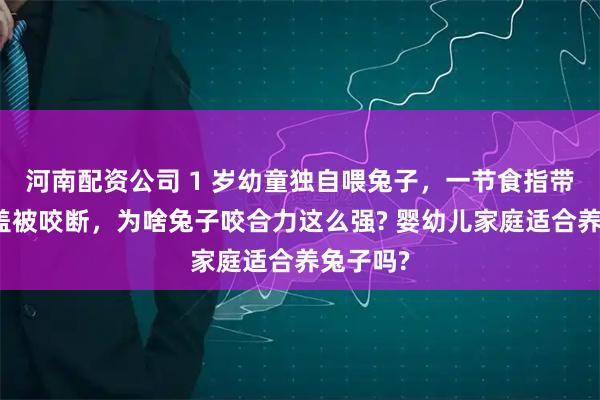 河南配资公司 1 岁幼童独自喂兔子，一节食指带着指甲盖被咬断，为啥兔子咬合力这么强? 婴幼儿家庭适合养兔子吗?